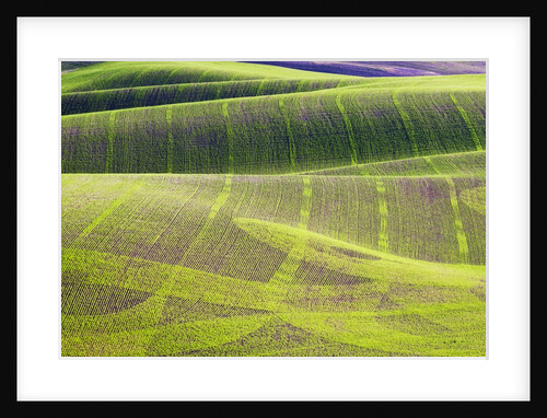 Rolling Hills of Peas by Anonymous