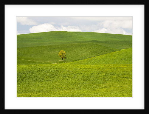 Lone Tree In Rolling Hills of Wheat by Anonymous