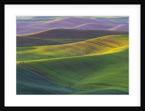 Rolling Hills of Peas by Anonymous