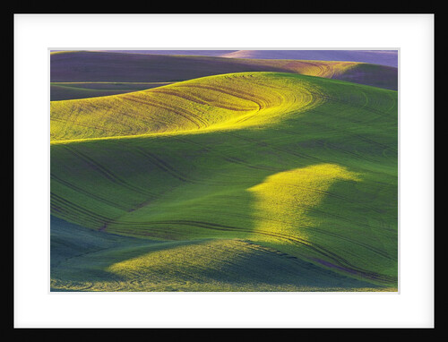 Rolling Hills of Peas by Anonymous