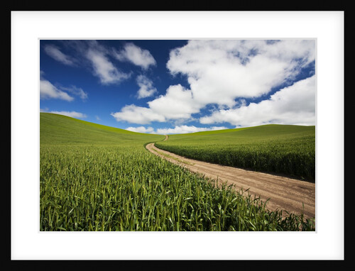 Back Country Road Through Spring Wheat Field by Anonymous