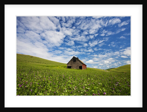 Old Red Barn in Field of Chick Peas with Great Clouds by Anonymous