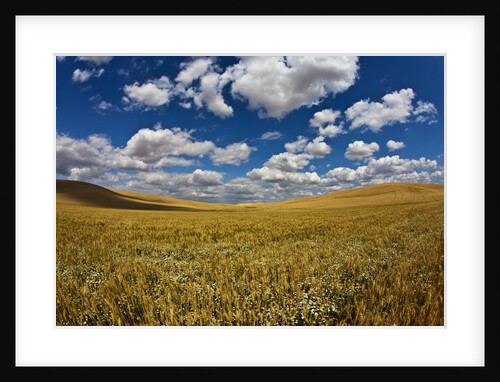 Rolling Hills of Harvest Wheat ready for cutting by Anonymous