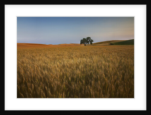 Lone Tree in Rolling Hills of Harvest Wheat by Anonymous