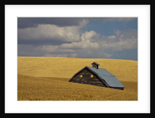 Old Barn in a Field of Harvest Wheat by Anonymous