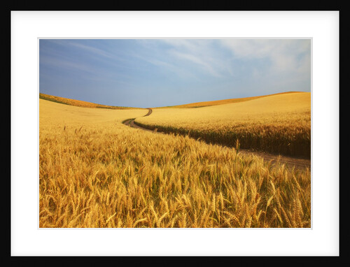 Back Country Road winding Though Harvest Wheat Field by Anonymous