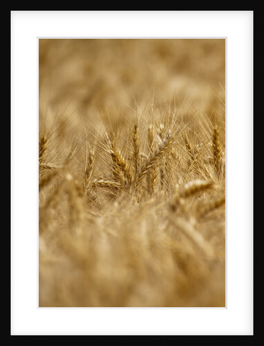 Selective Focus of Harvest Wheat by Anonymous