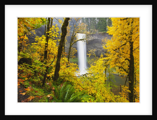 Fall colors add beauty to South South Silver Falls, Silver Falls State Park, Oregon by Anonymous