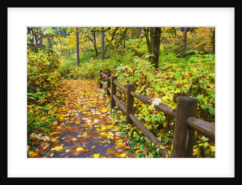fall colors add beauty trail, Silver Falls State Park, Oregon, Pacific Northwest, United States by Anonymous