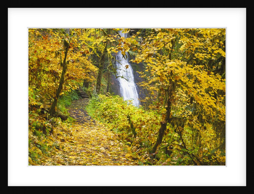 fall colors add beauty to Winter Falls, Silver Falls State Park, Oregon, Pacific Northwest by Anonymous