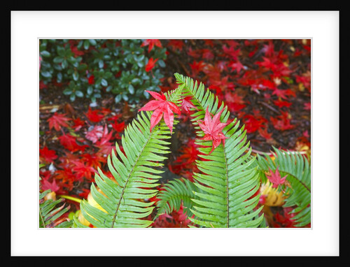 fall colors add beauty to Crystal Springs Rhododendron Test Garden, Portland, Oregon by Anonymous