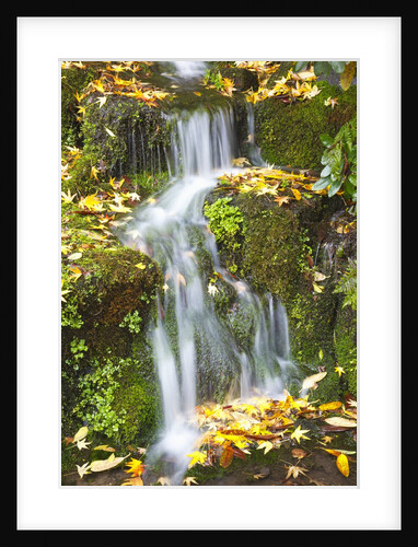 fall colors add beauty to Crystal Springs Rhododendron Test Garden, Portland, Oregon by Anonymous