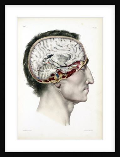 Dissected head in profile showing the brain by Anonymous