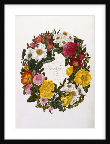 Frontispiece of Roses by Mary Lawrence