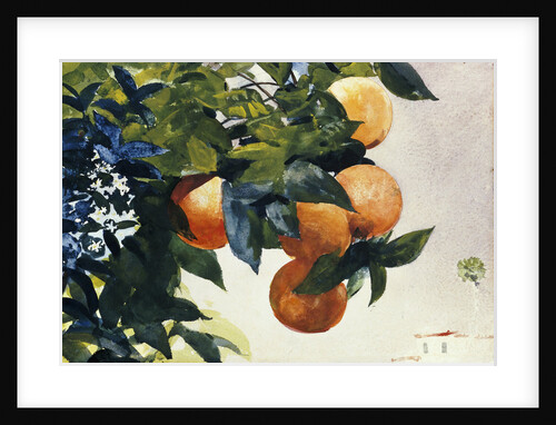 Oranges on a Branch by Winslow Homer