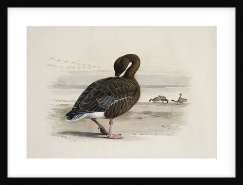 A Pink-Footed Goose by Archibald Thorburn