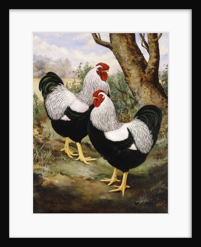 A Silver Wyandotte Cockerel by E G Wippell