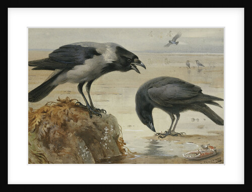 A Hooded Crow and a Carrion Crow by Archibald Thorburn