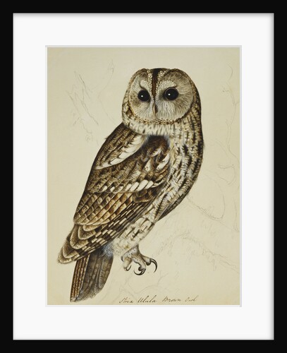 Brown Owl (Strix Ulula) by Christopher Atkinson