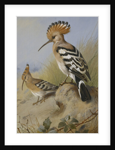 Hoopoes by Archibald Thorburn