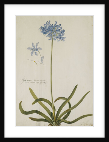 Agapanthus by Georg Dionysius Ehret