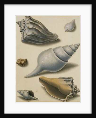 Studies of Shells and Marine Flora by Sydenham Teast Edwards
