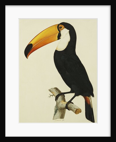 The Toco Toco Toucan (Ramphastos Toco) by Jacques Barraband