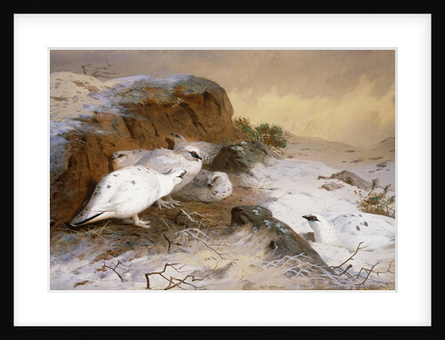 Ptarmigan in the Snow by Archibald Thorburn