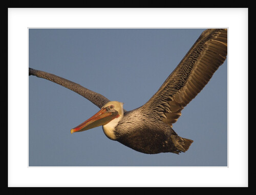 Brown Pelican in flight by Anonymous