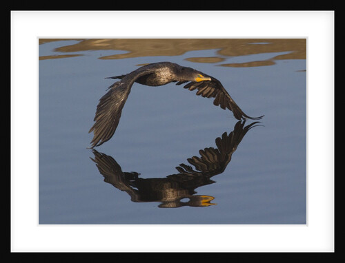 Double-Crested Cormorant in flight by Anonymous