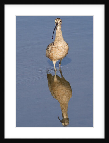 Long-Billed Curlew with reflection by Anonymous