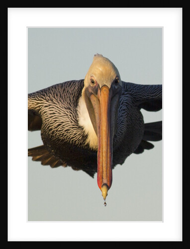 Brown Pelican headon view in flight closeup by Anonymous