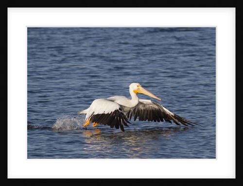 American White Pelican takes off by Anonymous