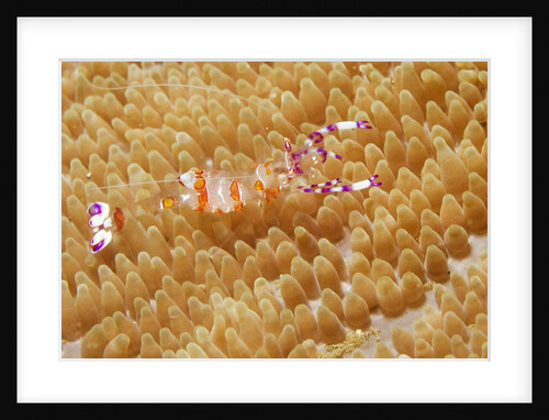 Yellow-Spotted Anemone Shrimp by Anonymous