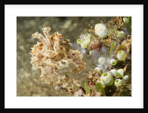 Broadclub Cuttlefish with Tunicates by Anonymous