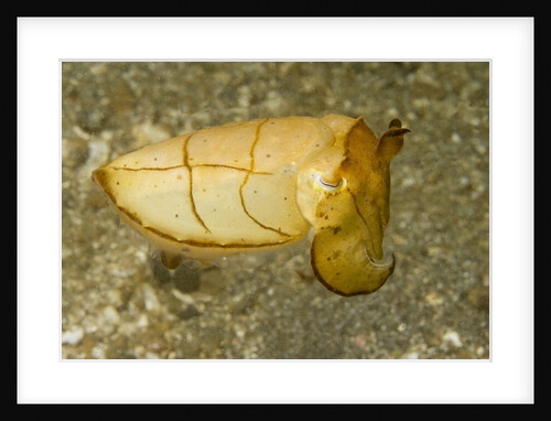 Broadclub Cuttlefish by Anonymous