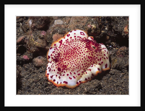 Chromodoris Nudibranch by Anonymous