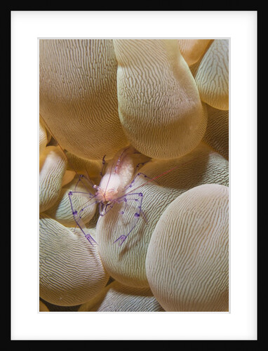 Bubble Coral Shrimp by Anonymous