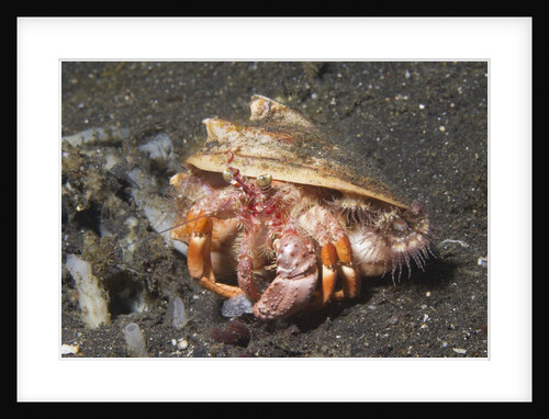 Anemone Hermit Crab by Anonymous