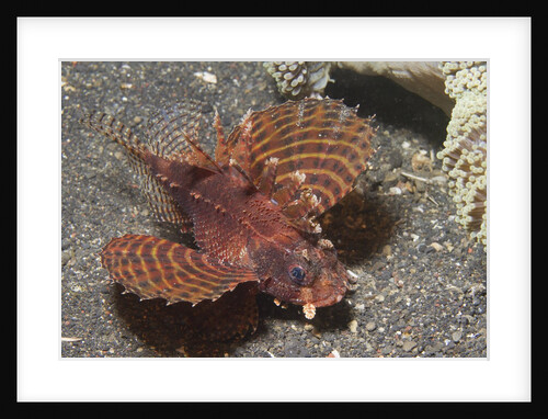 Shortfin Lionfish by Anonymous