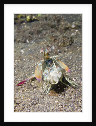 Keel Tail Mantis Shrimp by Anonymous