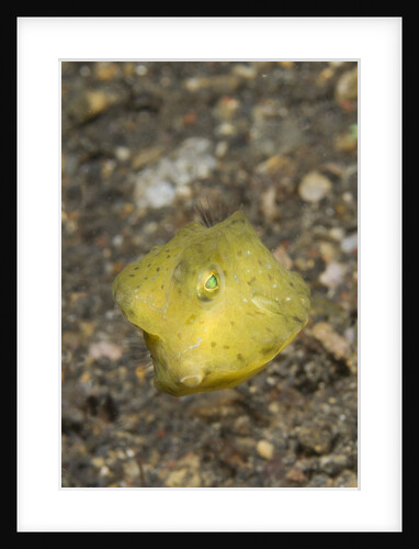 Yellow Boxfish juvenile by Anonymous