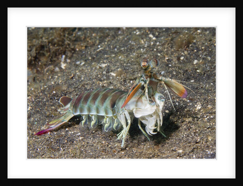 Keel Tail Mantis Shrimp by Anonymous