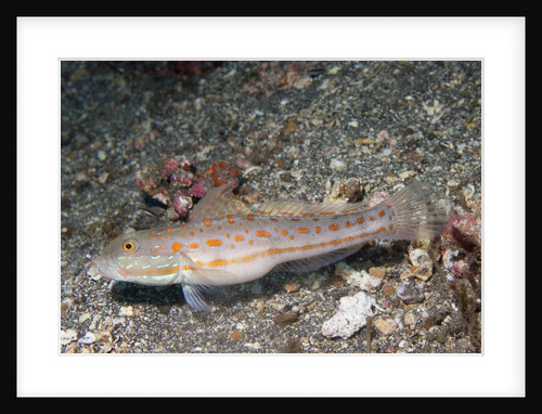 Orange-Dashed Goby by Anonymous