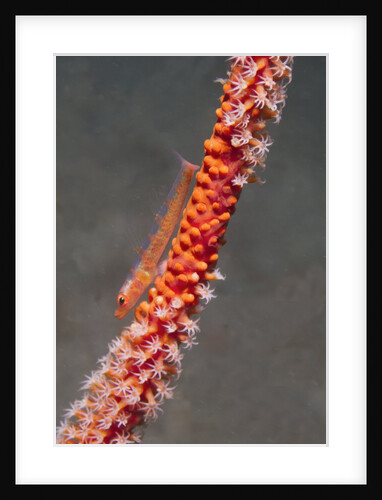 Large Whip Goby on Sea Fan by Anonymous