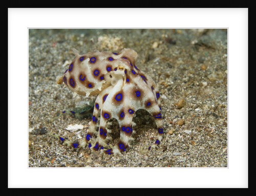 Blue-Ringed Octopus by Anonymous