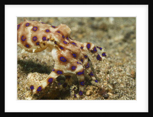 Blue-Ringed Octopus by Anonymous