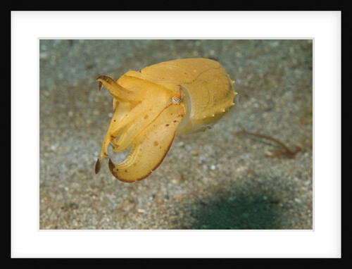 Broadclub Cuttlefish by Anonymous