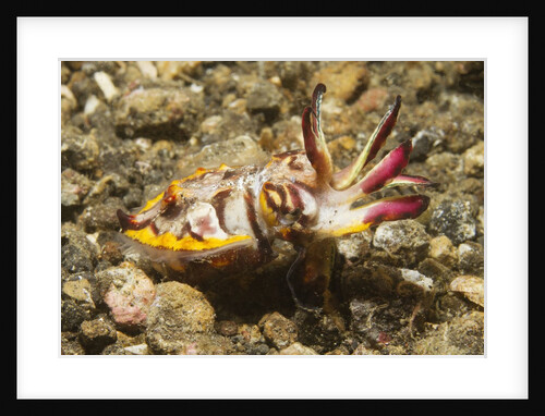 Flamboyant Cuttlefish with raised tentacles by Anonymous