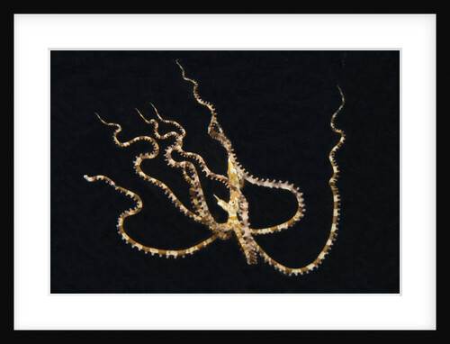 Wunderpus Octopus swimming at night by Anonymous